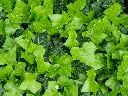 unsplash_LpaYy7Jgx6E_hedera.webp