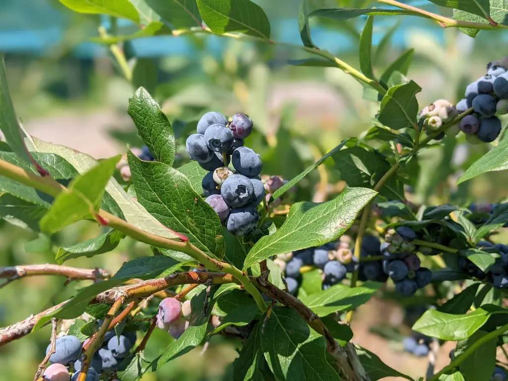 unsplash_2gGB51PQ7Sk_vaccinium.webp