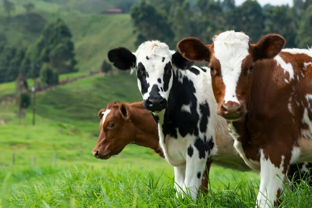 unsplash_4MQtWCxUrYc_vache.webp