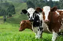unsplash_4MQtWCxUrYc_vache.webp