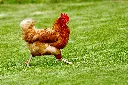 unsplash_yEW23jxVsNI_poule.webp