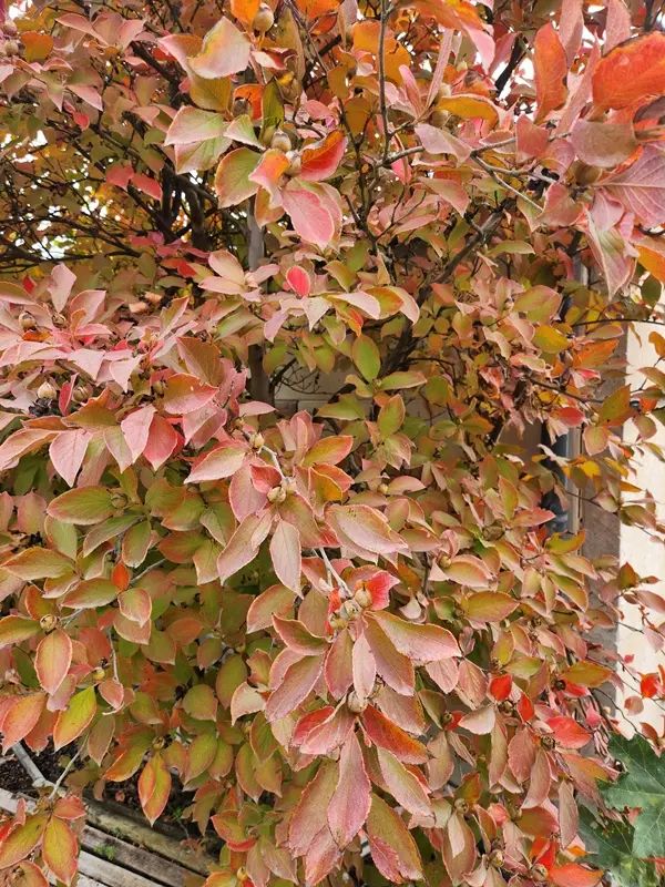 Stewartia pseudocamellia-20250923_102243.webp