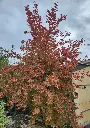 Stewartia pseudocamellia-20250923_102238.webp