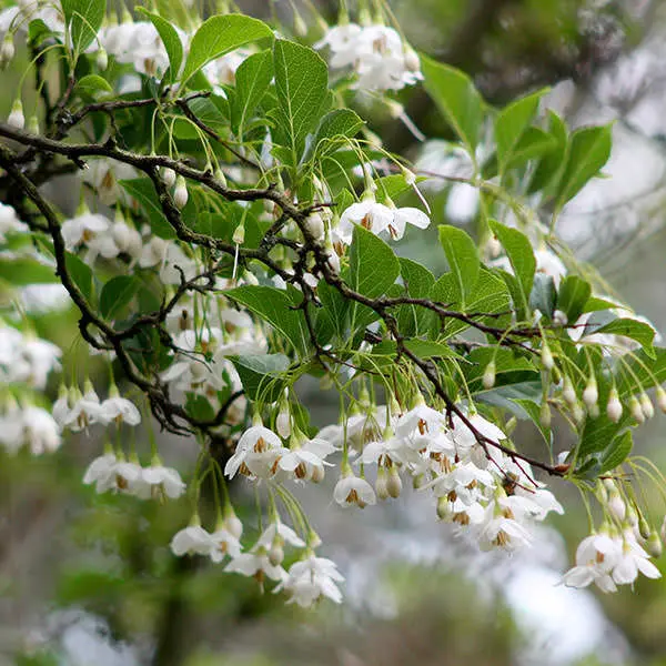 styrax-japonica.webp