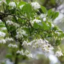styrax-japonica.webp