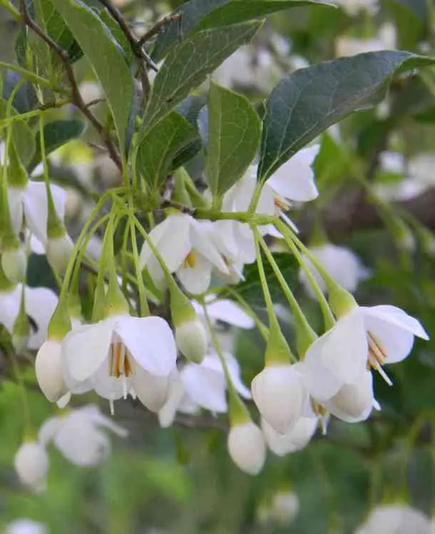 styrax-japonica-2.webp