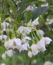 styrax-japonica-2.webp