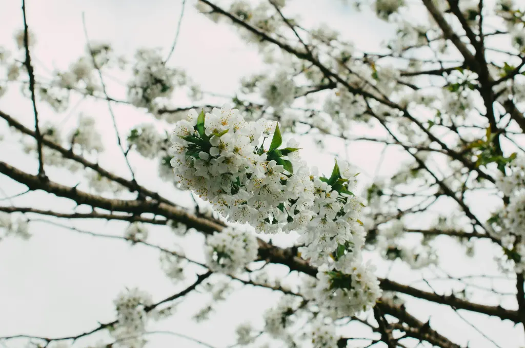 unsplash_RBnR-1WhAdQ_japanese snowbell.webp