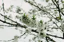 unsplash_RBnR-1WhAdQ_japanese snowbell.webp