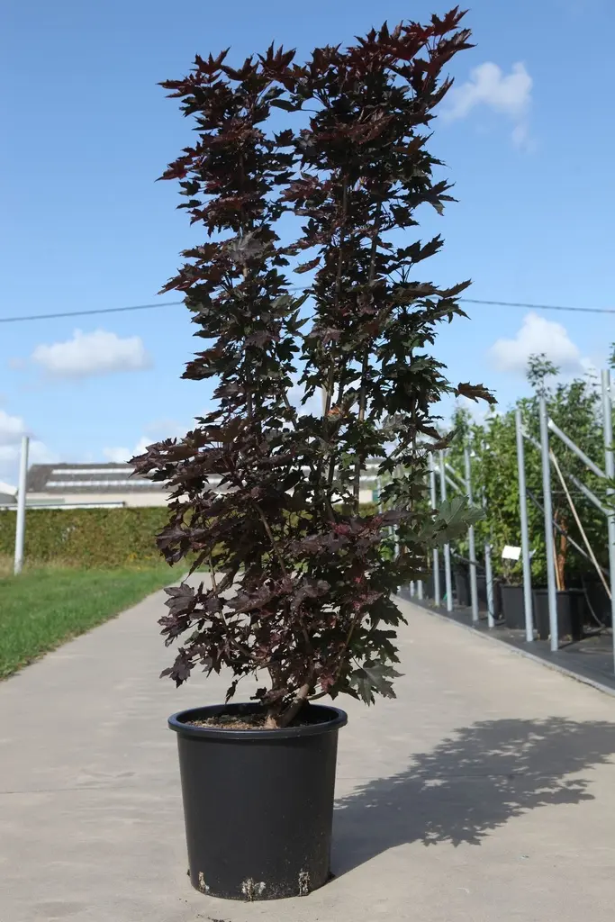 Acer platanoides Crimson Sentry-1.webp
