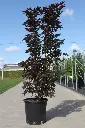 Acer platanoides Crimson Sentry-1.webp