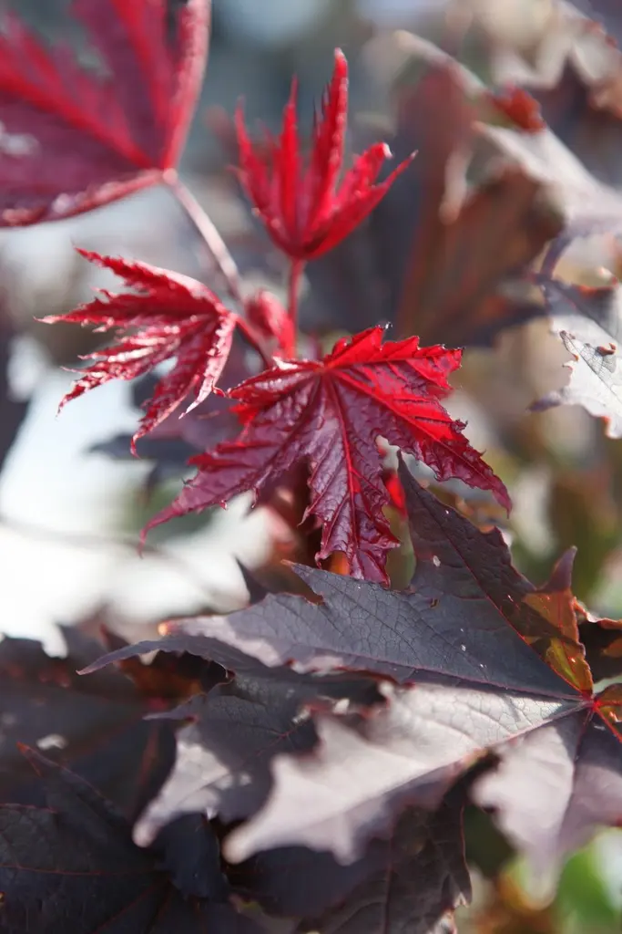Acer platanoides Crimson Sentry-3.webp