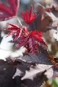 Acer platanoides Crimson Sentry-3.webp