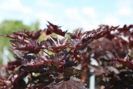 Acer platanoides Crimson Sentry-2.webp