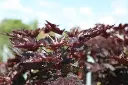 Acer platanoides Crimson Sentry-2.webp