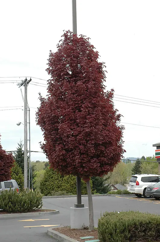 Acer platanoides Crimson Sentry-ht.webp