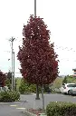 Acer platanoides Crimson Sentry-ht.webp