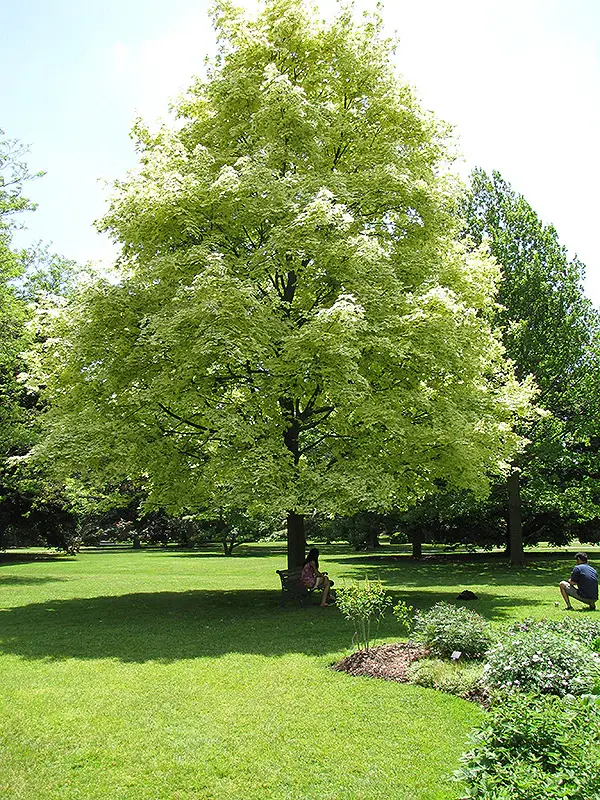 Acer platanoides Drumondii-ht.webp