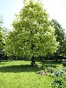Acer platanoides Drumondii-ht.webp