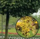 acer-globosum-fle