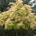 Acer pseudoplatanus Brillantissimum-3.webp