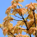 Acer pseudoplatanus Brillantissimum-2.webp