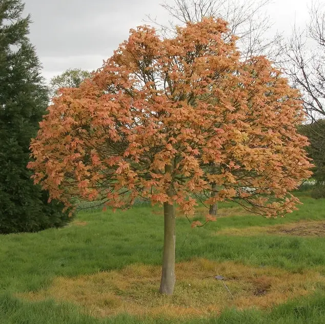 Acer pseudoplatanus Brillantissimum.webp