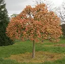 Acer pseudoplatanus Brillantissimum.webp