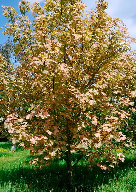 Acer pseudoplatanus Simon Louis Freres-tige.webp