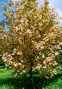 Acer pseudoplatanus Simon Louis Freres-tige.webp