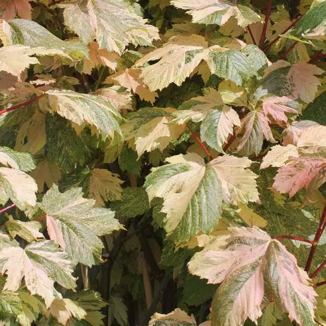Acer pseudoplatanus Simon Louis Freres-1.webp