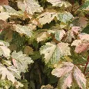 Acer pseudoplatanus Simon Louis Freres-1.webp