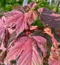 Acer pseudoplatanus Simon Louis Freres-2.webp