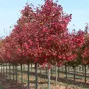 Acer rubrum 'Fairview Flame'-ht.webp
