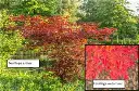 Acer palmatum Atropurpureum - Erable du Japon pourpre.webp