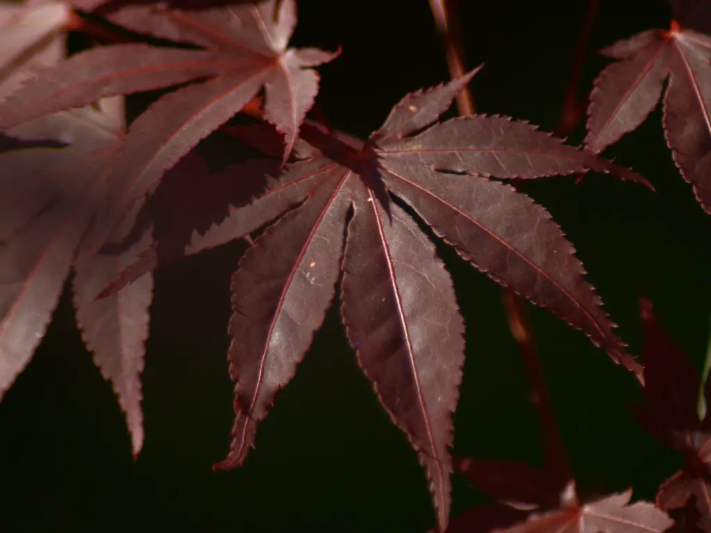 unsplash_n6yakfrfsAA_Acer palmatum Atropurpureum .webp