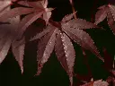 unsplash_n6yakfrfsAA_Acer palmatum Atropurpureum .webp