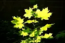 unsplash_GDhHErw7qcQ_Acer platanoides.webp
