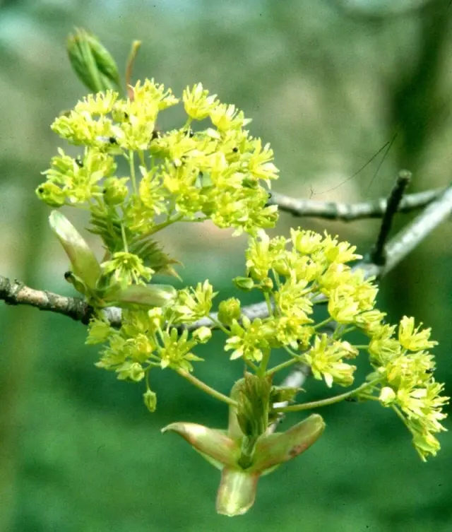 Acer platanoides-fleurs.webp