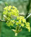 Acer platanoides-fleurs.webp