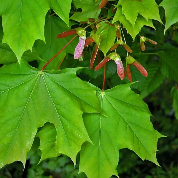 Acer platanoides-1.webp