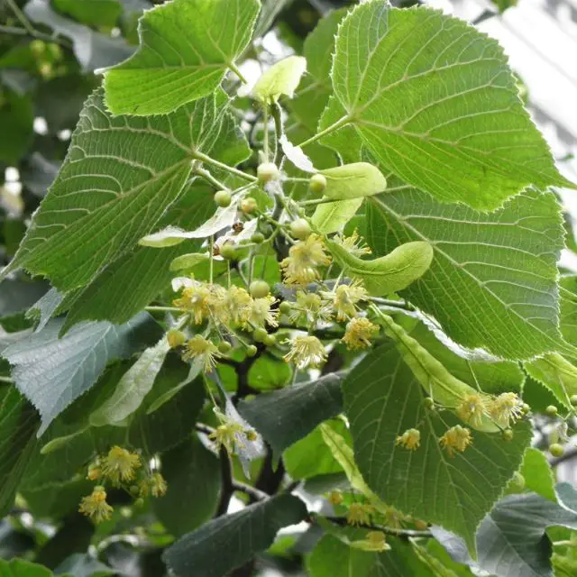 Tilia platyphyllos-fleurs.webp