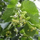 Tilia platyphyllos-fleurs.webp