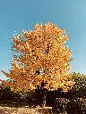 unsplash_99n-8J62UbQ_Ginkgo biloba.webp