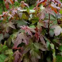 Acer campestre Red Shine -2.webp