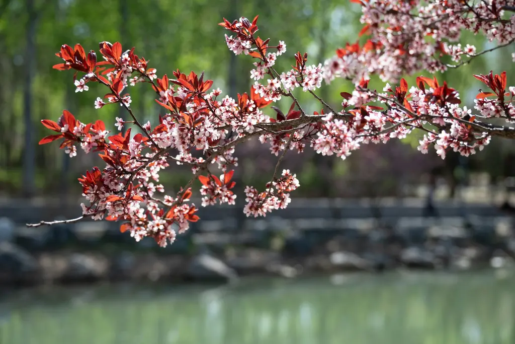 unsplash_S5unVVhj3zw_Prunus cerasifera.jpg.webp