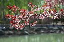unsplash_S5unVVhj3zw_Prunus cerasifera.jpg.webp