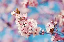 unsplash_xjBX7zArjkQ_Prunus cerasifera.webp