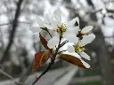 unsplash_M77HqPiic5M_amelanchier.jpg.webp