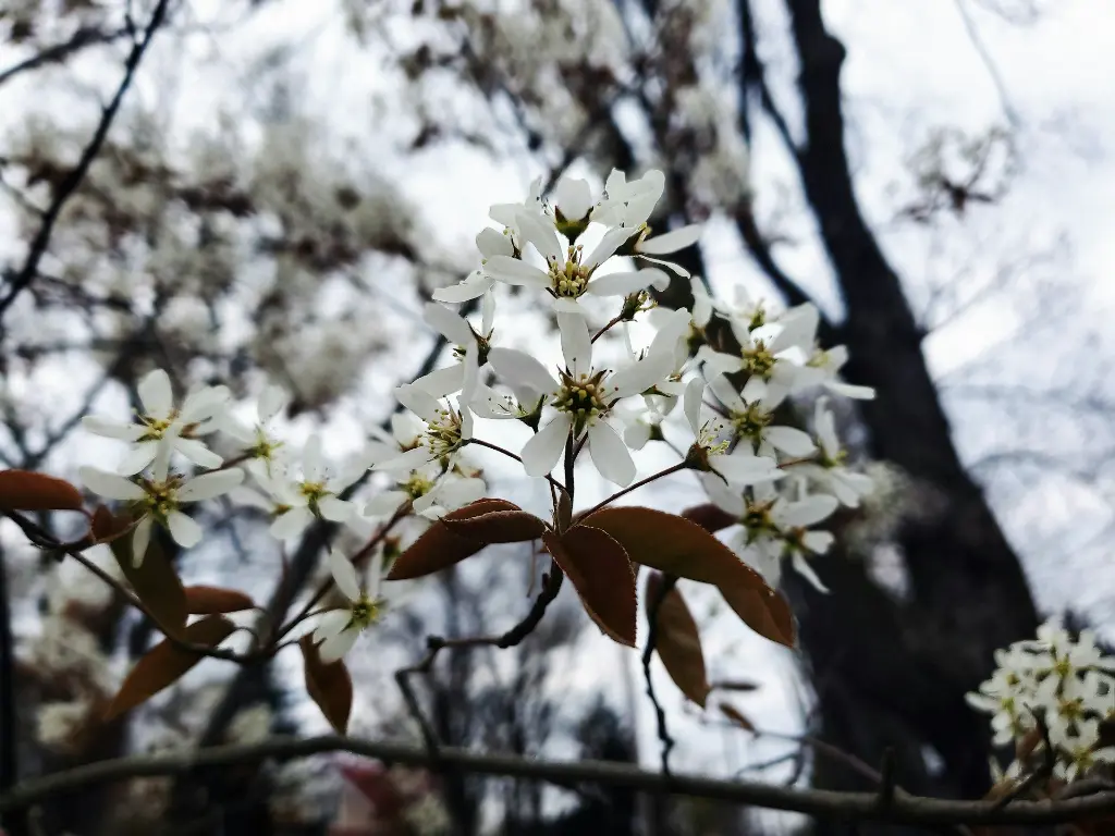 unsplash_M46qTdhqLRI_AMELANCHIER.jpg.webp